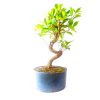 Pré Bonsai de Fícus Tiger Bark