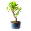 Pré Bonsai de Fícus Tiger Bark 5 Anos - Imagem 2