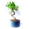 Pré Bonsai de Fícus Tiger Bark 5 Anos - Imagem 3