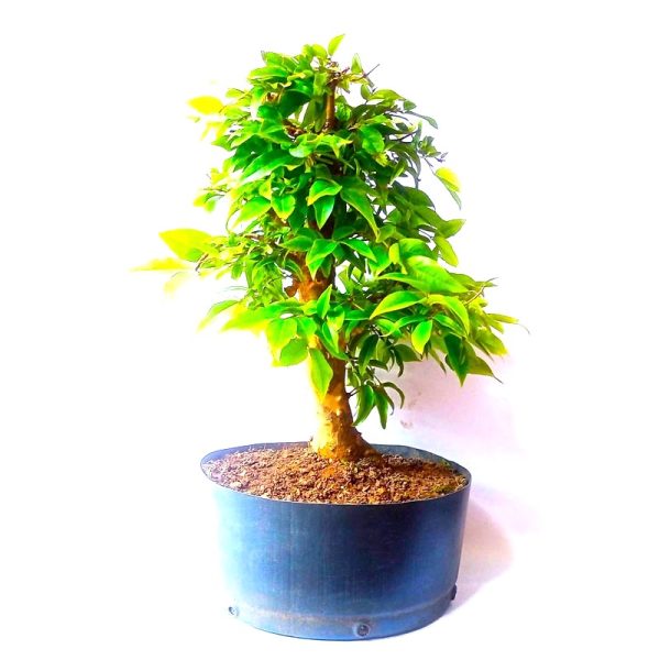 Pré Bonsai de Jabuticaba Híbrida