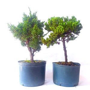 Kit pré bonsai Shimpaku + procumbens