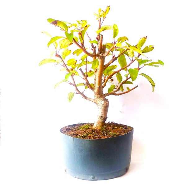 Pré Bonsai de Maça Anã