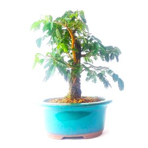 Bonsai de Pithecolobium (var. dumosum)