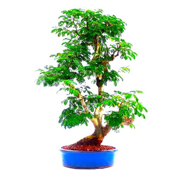 Bonsai de Pithecolobium tortum - Chloroleucon tortum