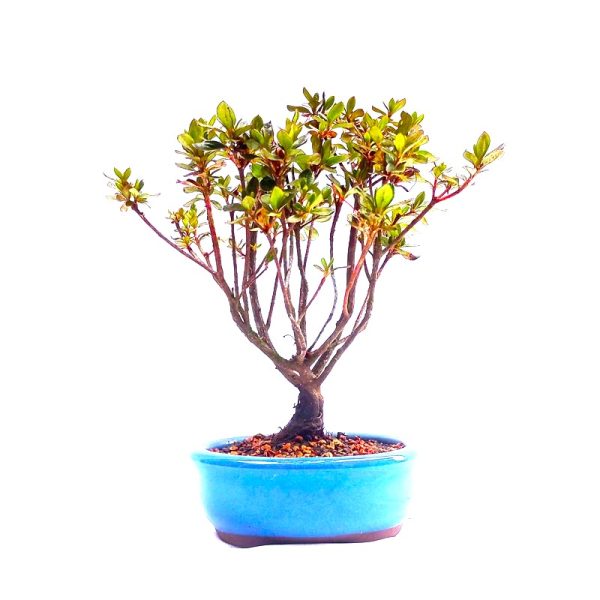 Bonsai de Azaleia Satsuki flor Rosa