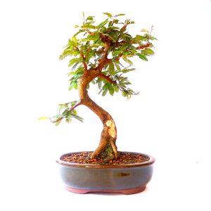 Bonsai de Caliandra Rosa