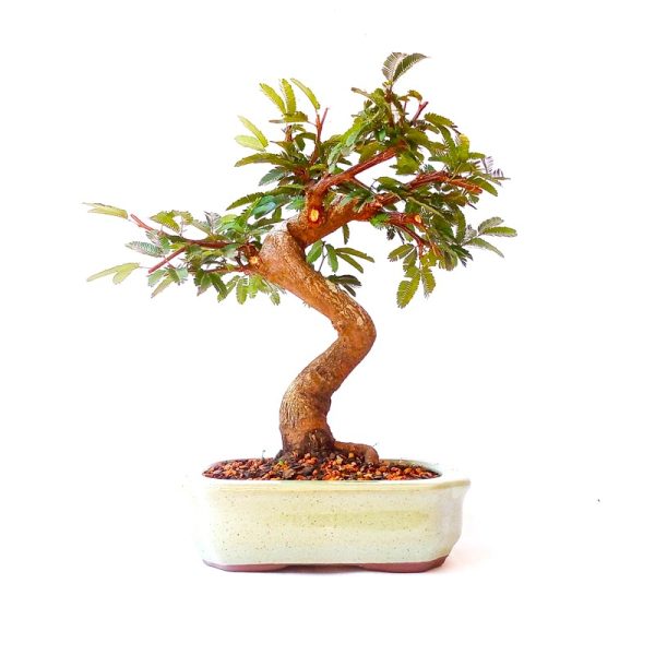 Bonsai de Caliandra Rosa