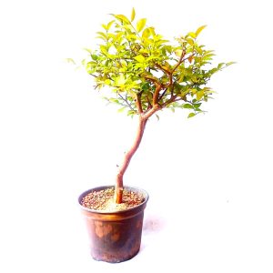 Pré Bonsai de Jabuticaba Sabará