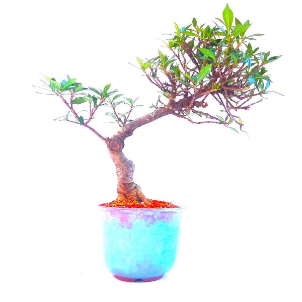 Bonsai de Jasmim do Cabo