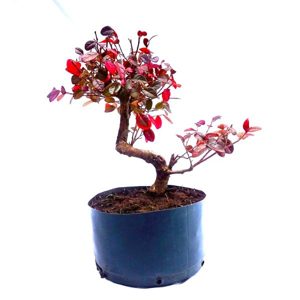 Pré Bonsai de Loropetalum Rubrum