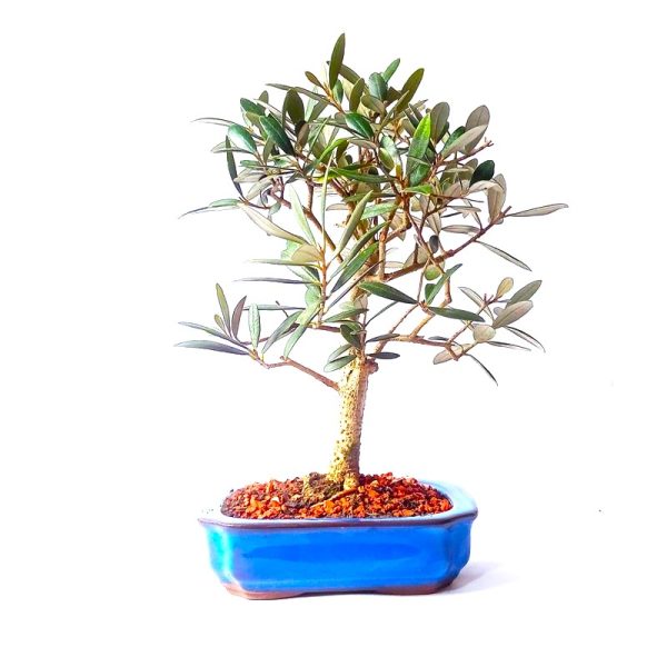 Bonsai de Oliveira