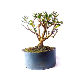 Pré Bonsai de Oliveira