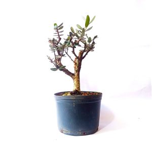 Pré Bonsai de Oliveira