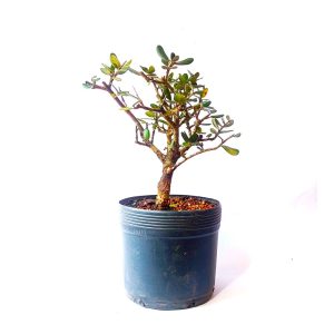 Pré Bonsai de Oliveira