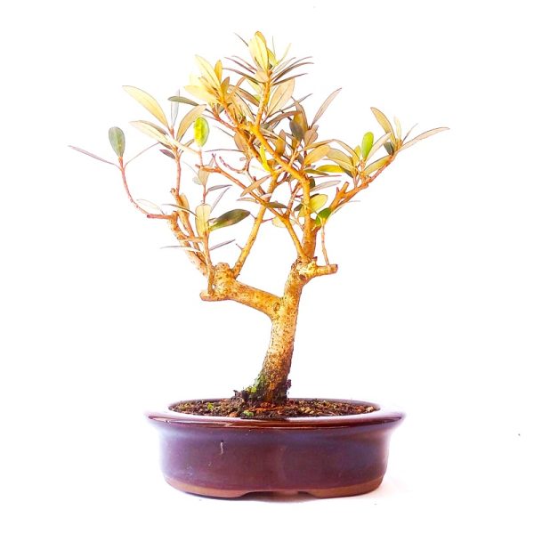 Bonsai de Oliveira