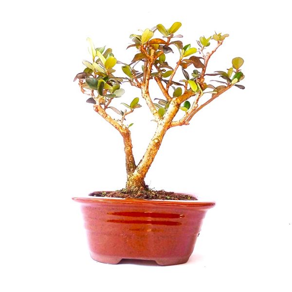 Bonsai de Oliveira