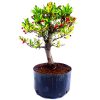 Pré Bonsai de Piracanta Fruta cor Vermelha