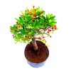 Pré Bonsai de Piracanta Fruta cor Vermelha 5 anos - Imagem 2