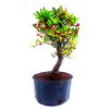 Pré Bonsai de Piracanta Fruta cor Vermelha 5 anos - Imagem 3