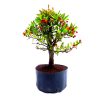 Pré Bonsai de Piracanta Fruta cor Vermelha 5 anos - Imagem 4