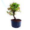 Pré Bonsai de Piracanta Fruta cor Vermelha 5 anos - Imagem 5