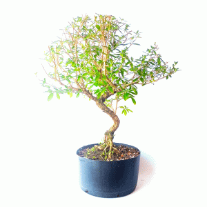 Pré bonsai de serissa