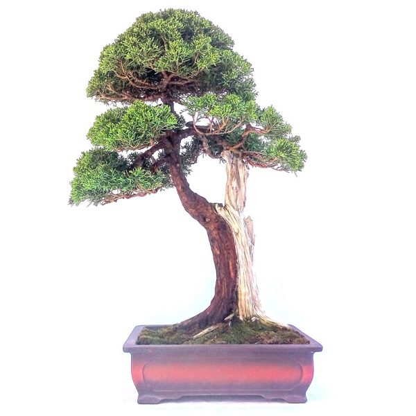 Bonsai de Junípero Shimpaku