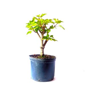Pré bonsai de acer formosanum