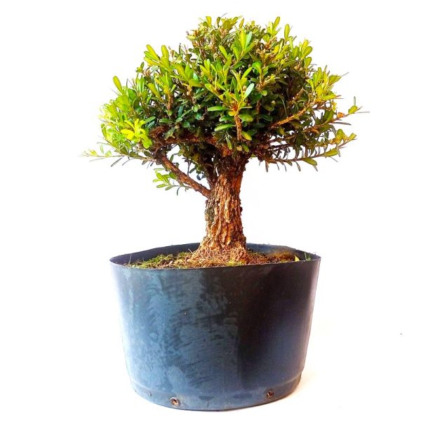 Pré Bonsai de Buxus Harlandii