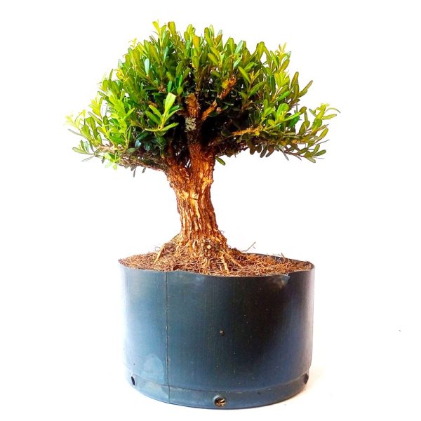 Pré Bonsai de Buxus Harlandii