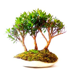 Bonsai de Cereja Anã