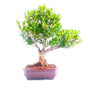 Bonsai de Cereja Anã