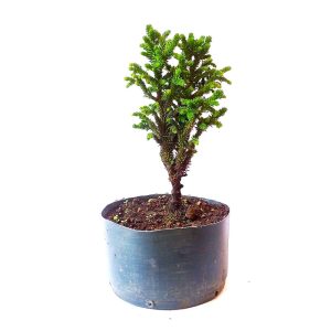 Pré Bonsai de Criptoméria Japônica