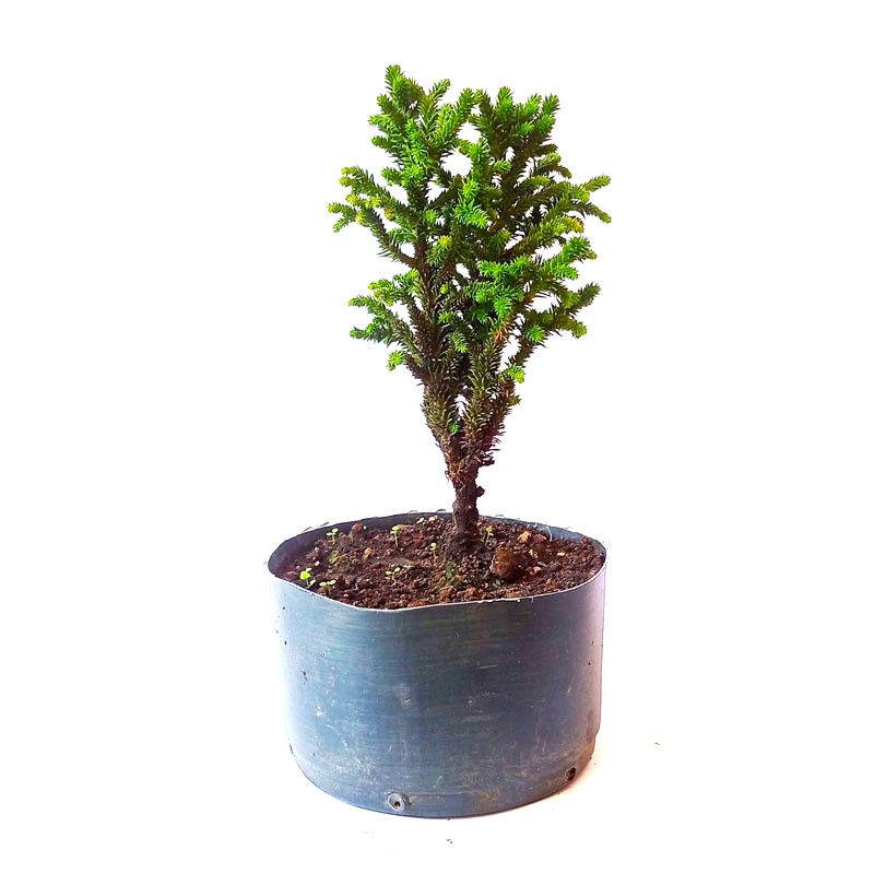 Pré Bonsai de Criptoméria Japônica 2 anos - Bonsai Fox