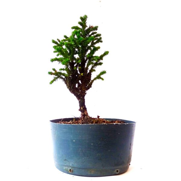 Pré Bonsai de Criptoméria Japônica