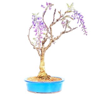 Bonsai de Glicínia