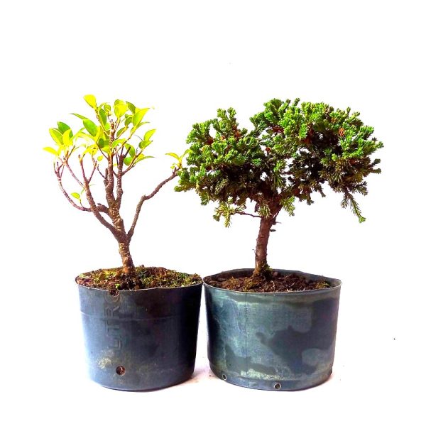 Kit Pré Bonsai de Procumbens 03 anos + Pré Bonsai de Ficus Tiger Bark 01 ano