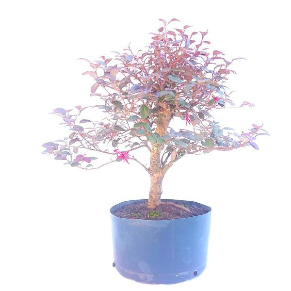 Pré Bonsai de Loropetalum Rubrum