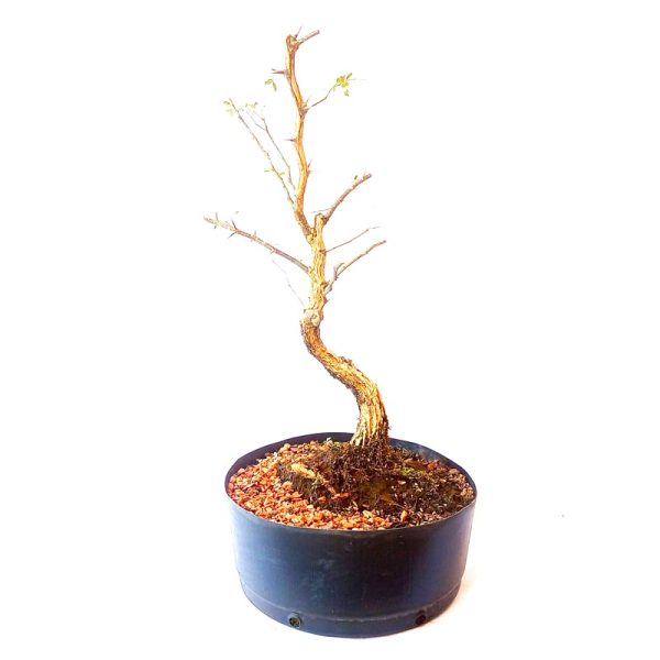 Pré Bonsai de Pithecolobium (var. Dumosum)