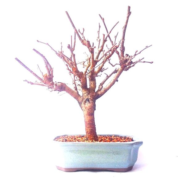 Bonsai de Amora