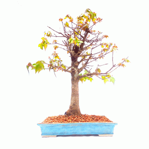 Bonsai de Acer tridente