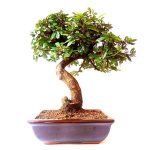 Bonsai de Caliandra Rosa