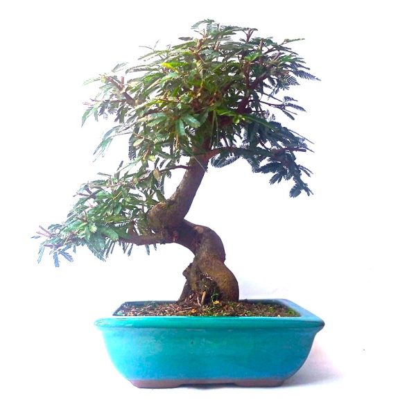 Bonsai de Caliandra Rosa