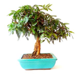 Bonsai de Caliandra Vermelha