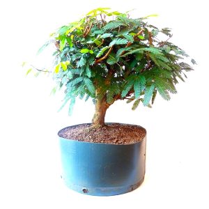 Pré Bonsai de Caliandra Vermelha