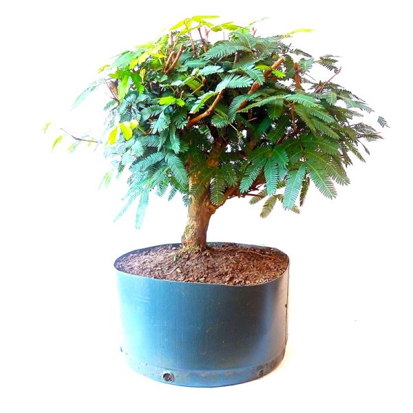 Pré Bonsai de Caliandra Vermelha