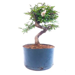 Pré Bonsai de Caliandra Rosa