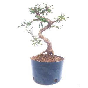 Pré Bonsai de Caliandra Rosa