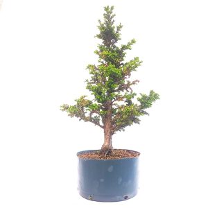 Pré Bonsai de Criptoméria Japônica