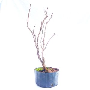 Pré Bonsai de Glicínia Lilás